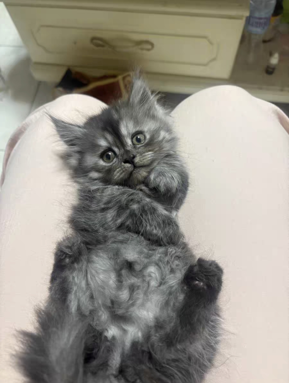 烟灰色矮脚缅因猫,一只小矮脚,大围脖爆毛,性格粘人,活泼可爱